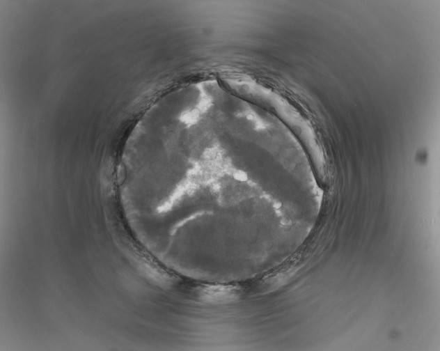 X0000116850465201002021049