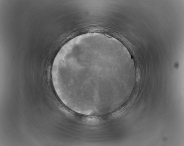 X0000116850475201002021049
