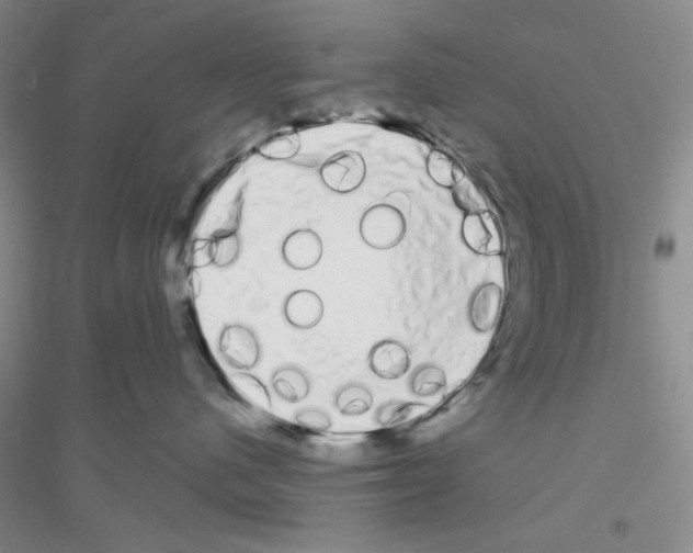 X0000116850480201002021049