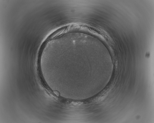 X0000116850484201002021048