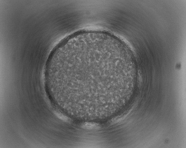 X0000116850487201002021048