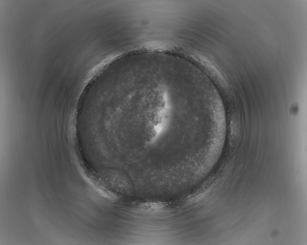 X0000116850492201002021048
