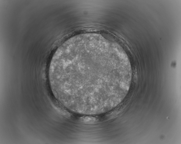 X0000116850512201002021048