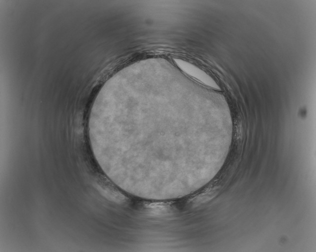 X0000116850516201002021048