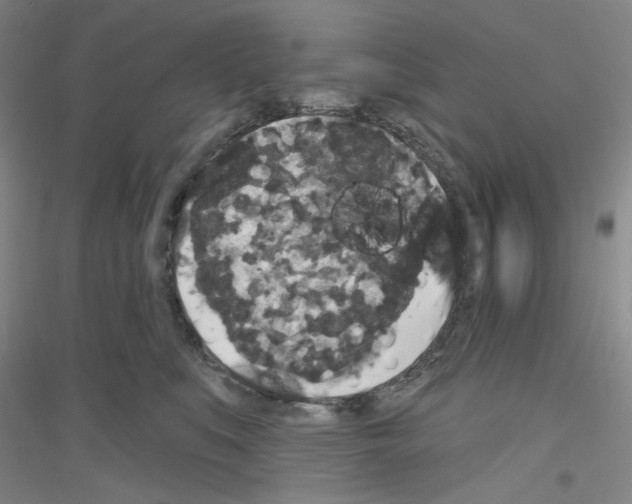 X0000116850519201002021048
