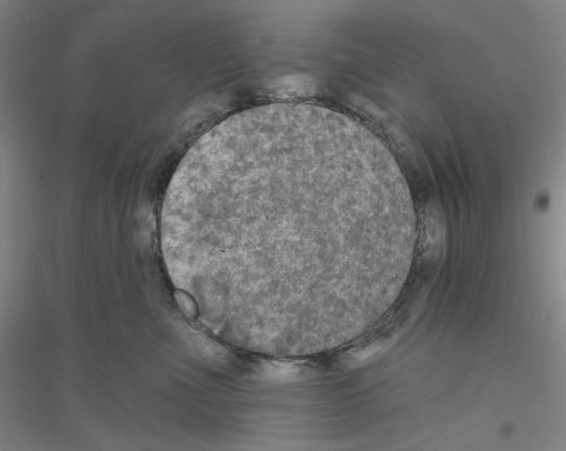 X0000116850523201002021048
