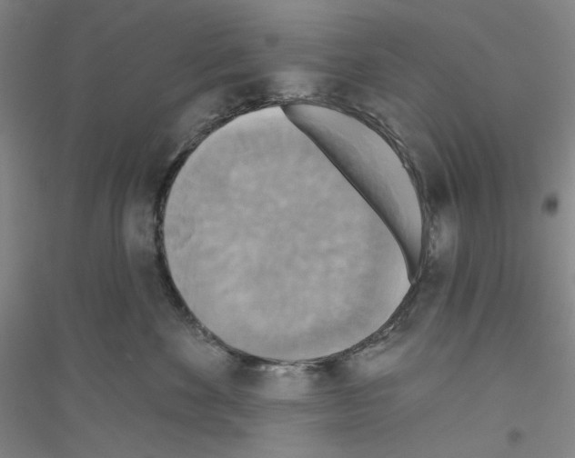 X0000116850524201002021048
