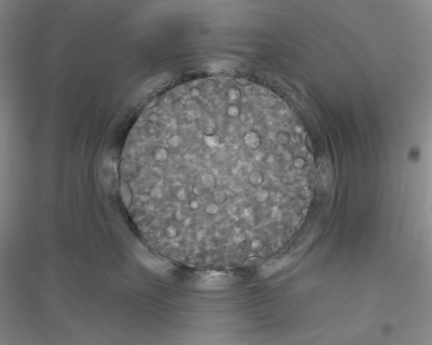 X0000116850527201002021048