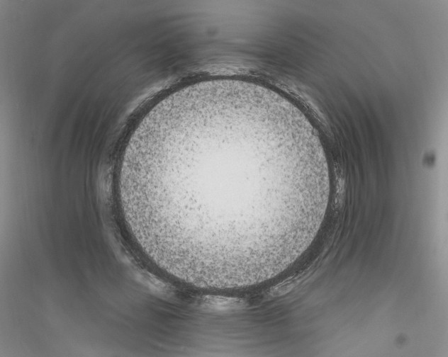X0000116850539201002021047