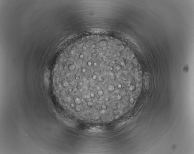X0000116850550201002021047