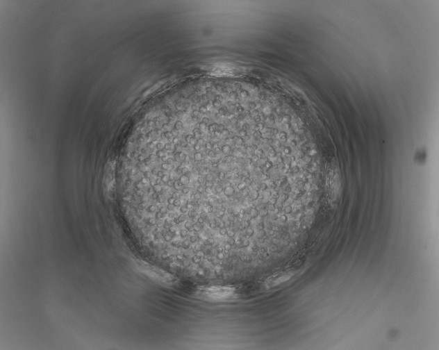 X0000116850554201002021047