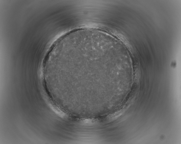 X0000116850584201002021047