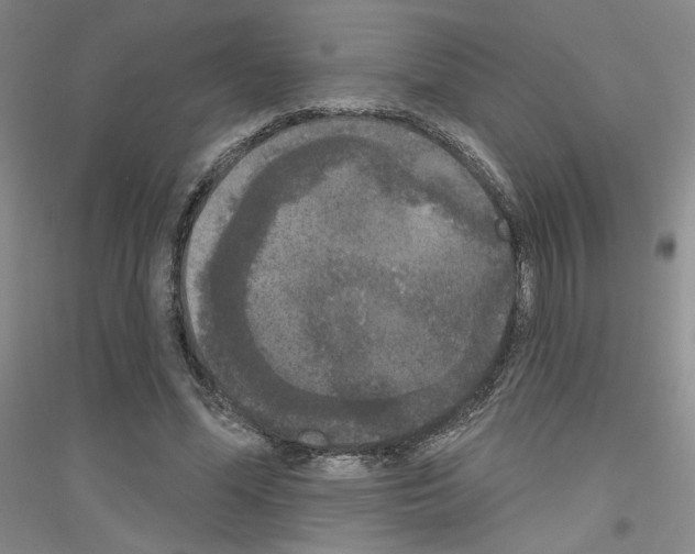 X0000116850588201002021047