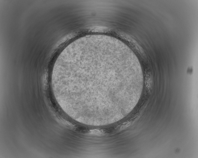 X0000116850591201002021047