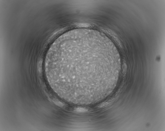 X0000116850596201002021047