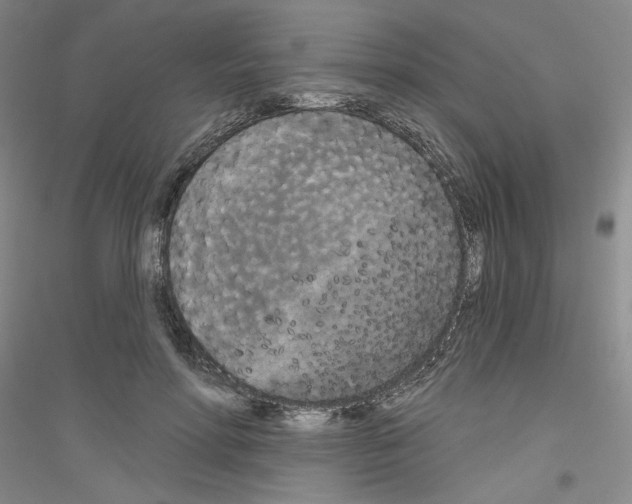 X0000116850598201002021047