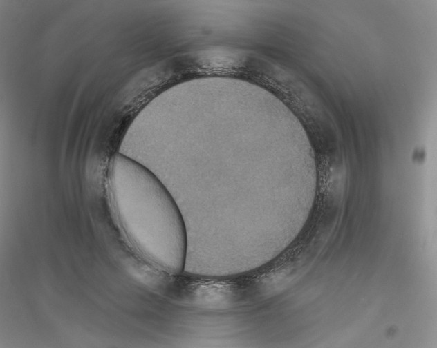 X0000116850599201002021047