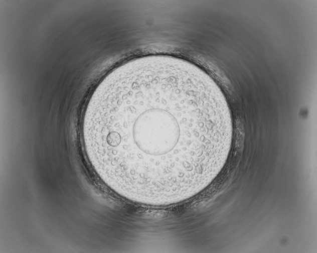 X0000116850631201002021046