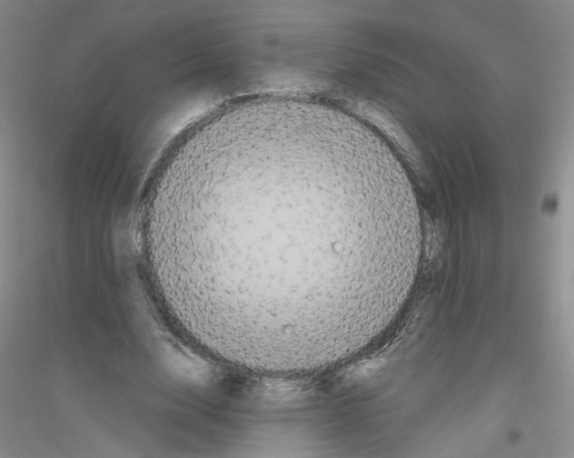 X0000116850632201002021046
