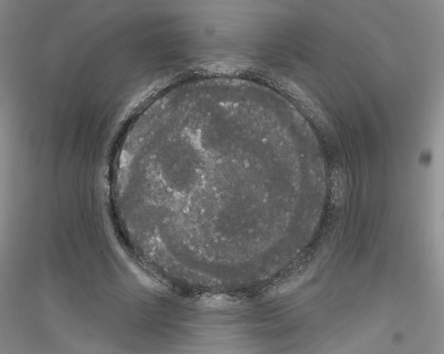 X0000116850634201002021046