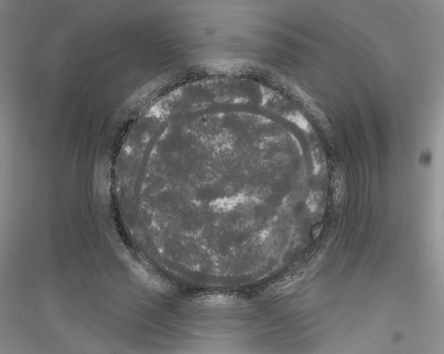 X0000116850637201002021046