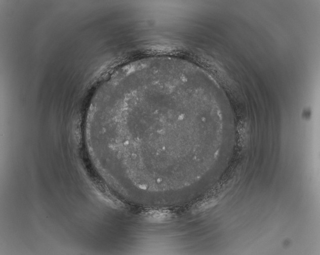 X0000116850642201002021046