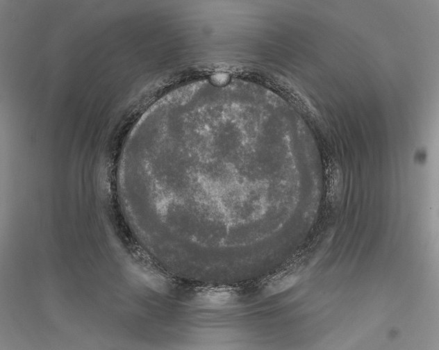 X0000116850643201002021046
