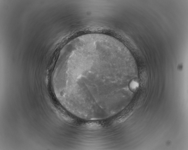 X0000116850644201002021046