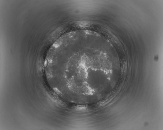 X0000116850651201002021046