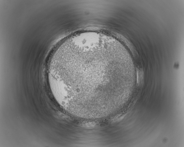 X0000116850675201002021046