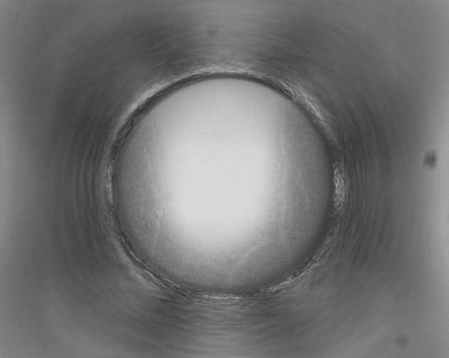 X0000116850684201002021046