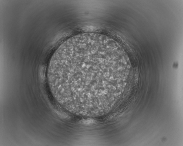 X0000116850695201002021045