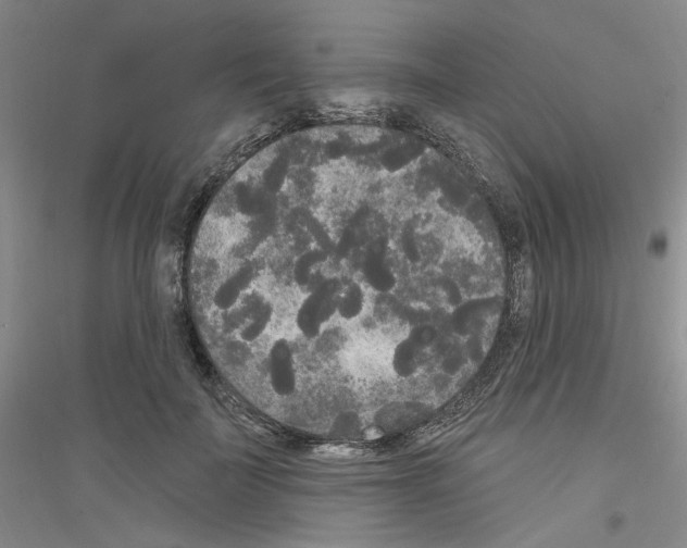 X0000116850699201002021045