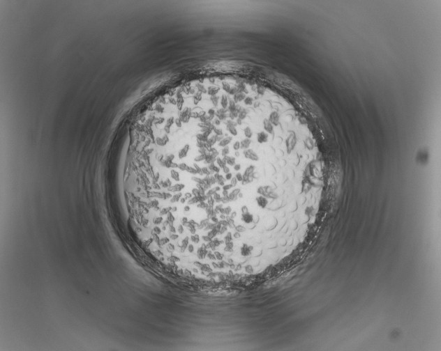 X0000116850734201002021045