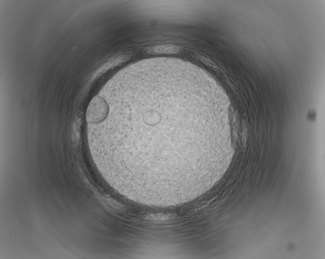 X0000116850735201002021045