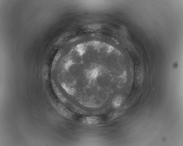 X0000116850758201002021045