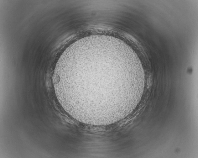 X0000116850774201002021044