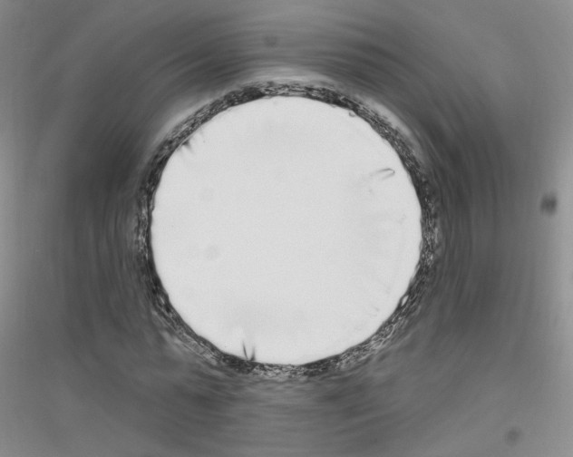 X0000116850775201002021044