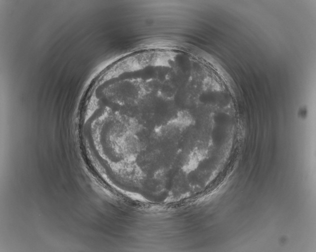 X0000116850779201002021044