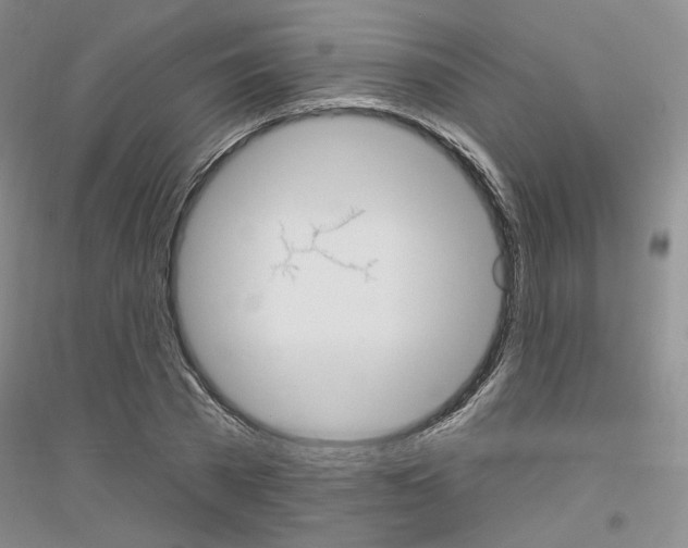 X0000116850785201002021044