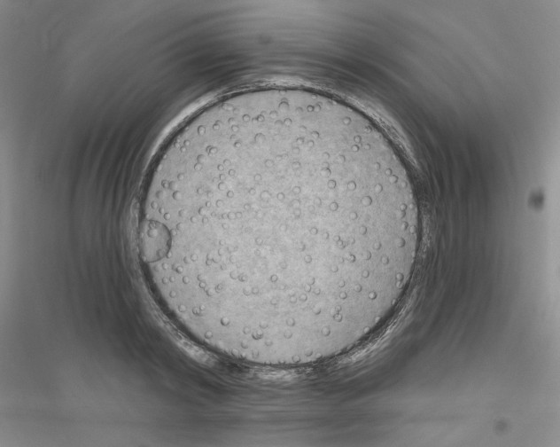 X0000116850798201002021044
