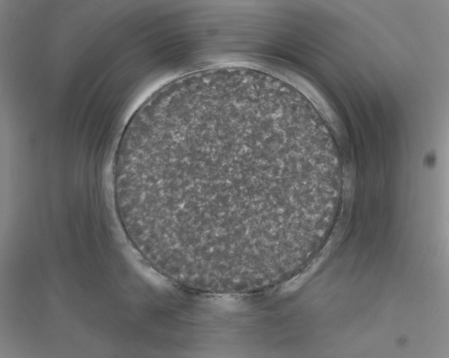 X0000116850814201002021044