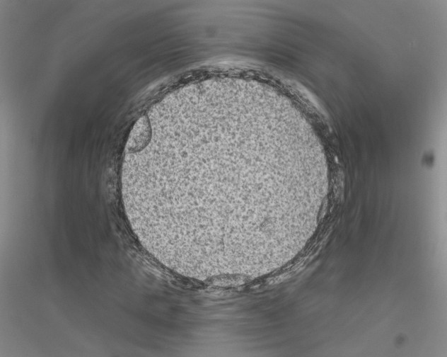 X0000116850821201002021043