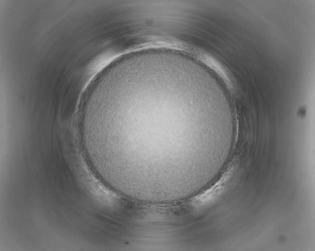 X0000116850828201002021043