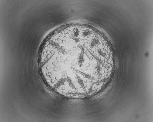 X0000116850830201002021043