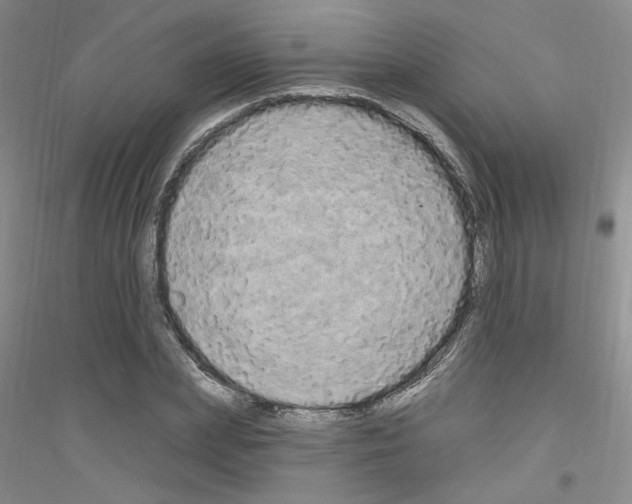 X0000116850831201002021043