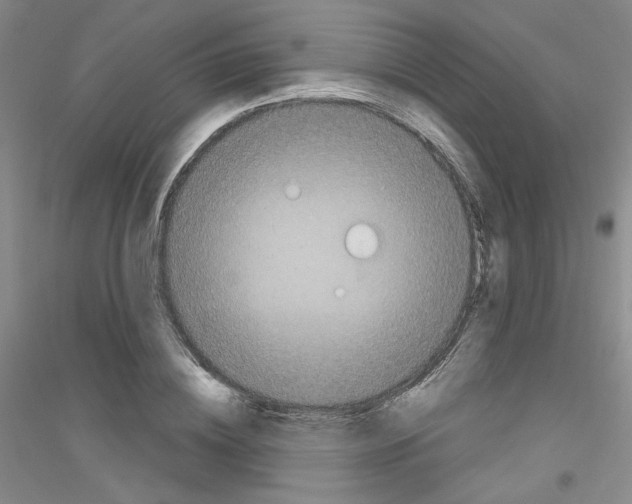 X0000116850836201002021043