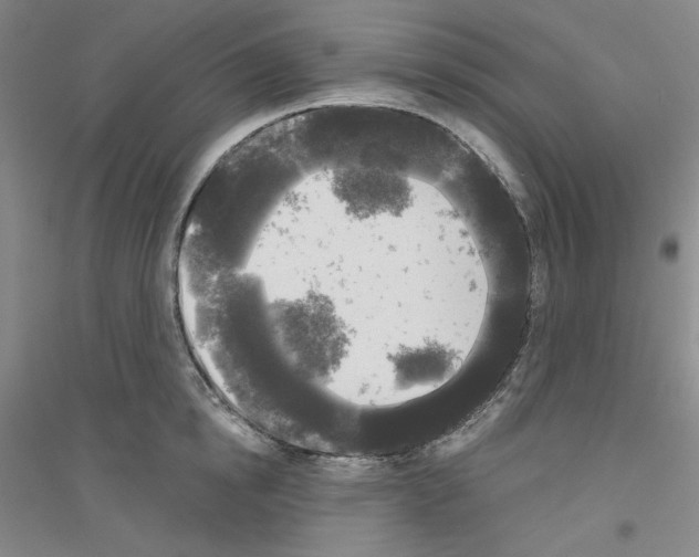 X0000116850854201002021044