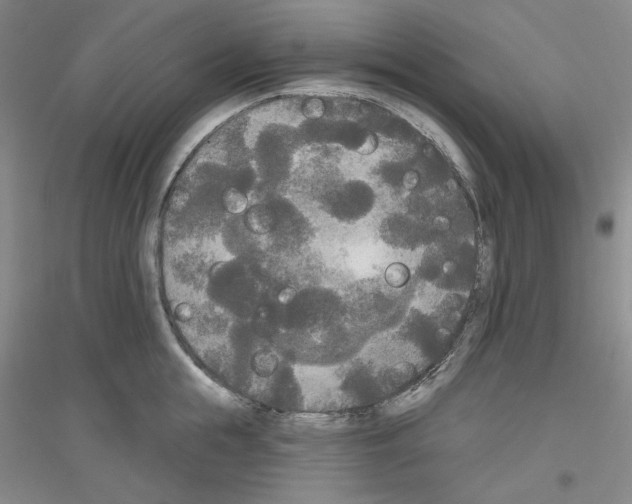 X0000116850855201002021044