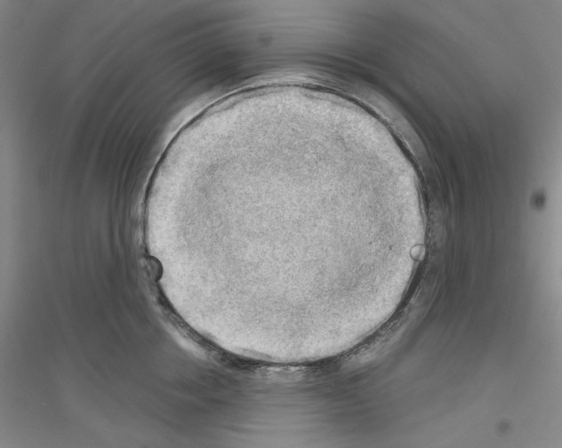 X0000116850858201002021044